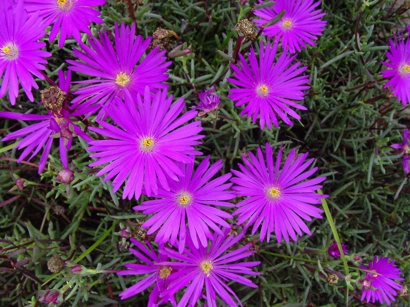 گل شبنم سرخ / گل یخ کوچک